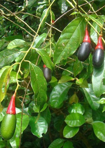 Costa Rica